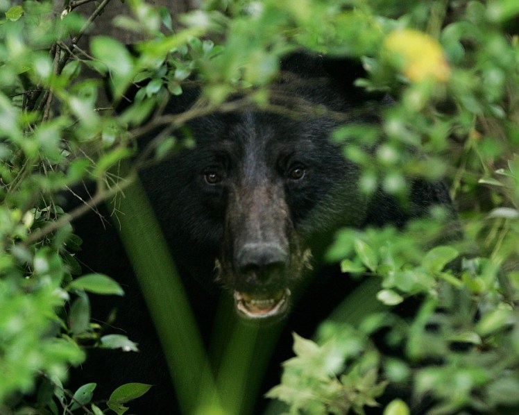 Black bear in woods.jpg